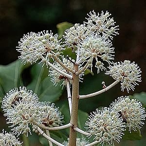 Vingerplant 40-60 C – Fatsia japonica –