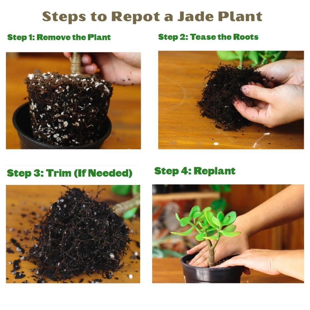 Nayra Live Button Jade Plant Indoor Plant with Black nursery Pot |Small Plant With Pot - Image 7 thumbnail