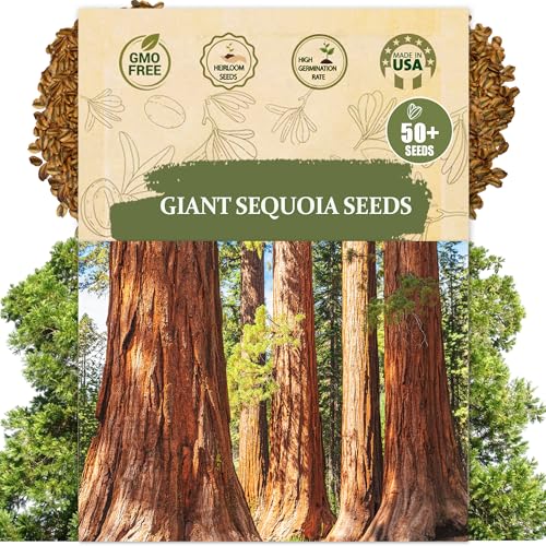 Premium Giant Sequoia Seeds for Planting 50+ Heirloom Non GMO Sequoia Tree Seeds (Redwood Tree Seeds) California Giant Sequoia Seed Pack for Home Garden Bonsai & Outdoor Conifer Growing