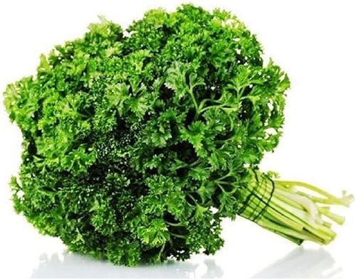 Semillas de perejil verde bosque, paquete de 25 semillas, sin OMG, las hojas están profundamente y estrechamente rizadas. El sabor es mejor que la