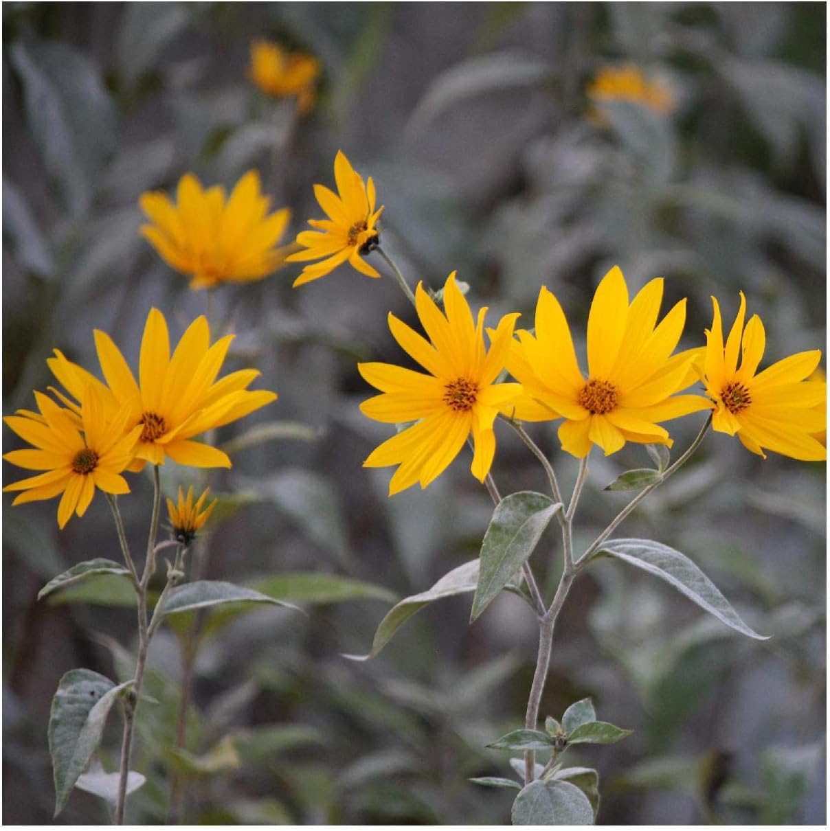 Everwilde Farms - 1/4 Lb Saw-Tooth Sunflower Native Wildflower Seeds - Gold Vault