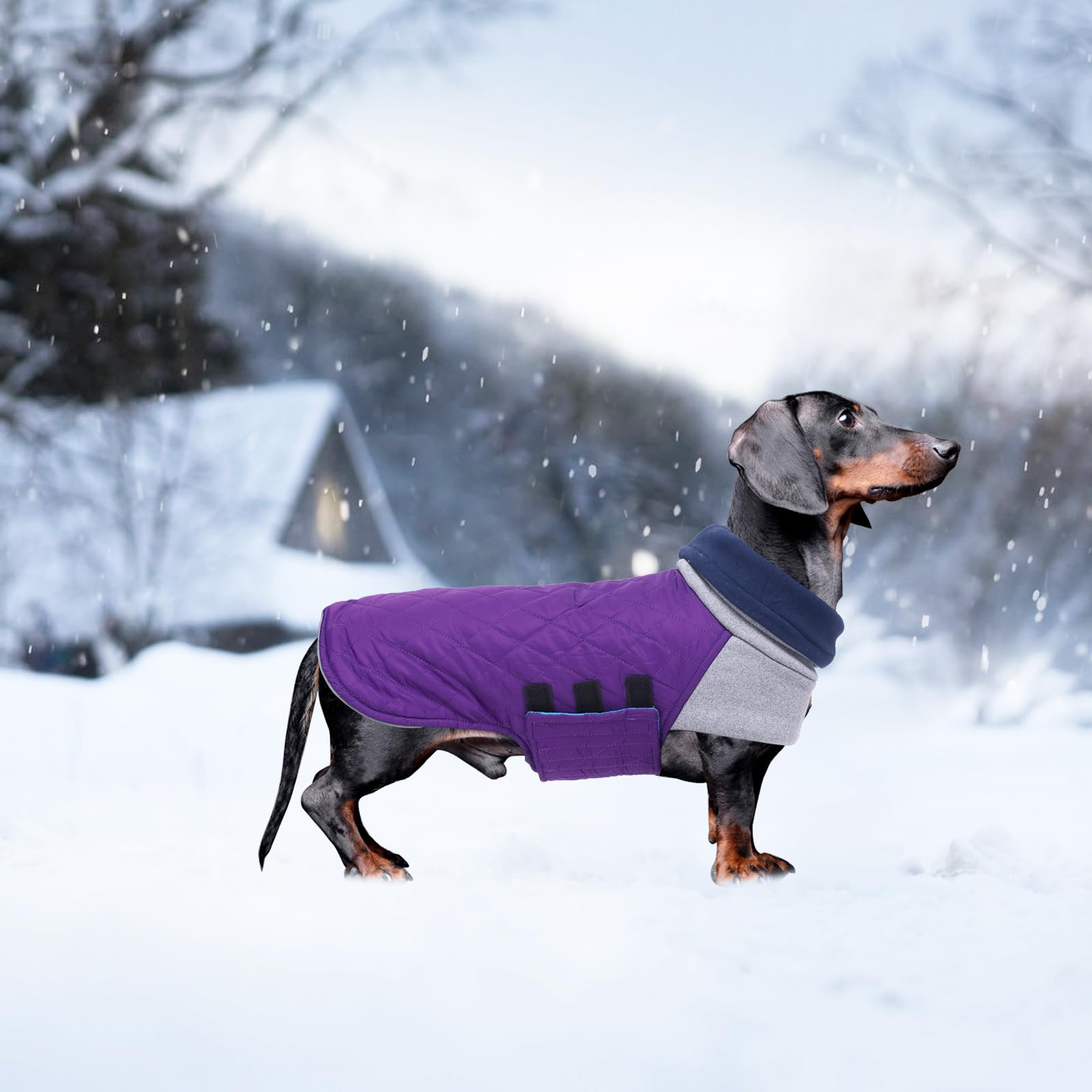 Geyecete-anteau d'Hiver Iperéable pour Teckel, Réglable Avec