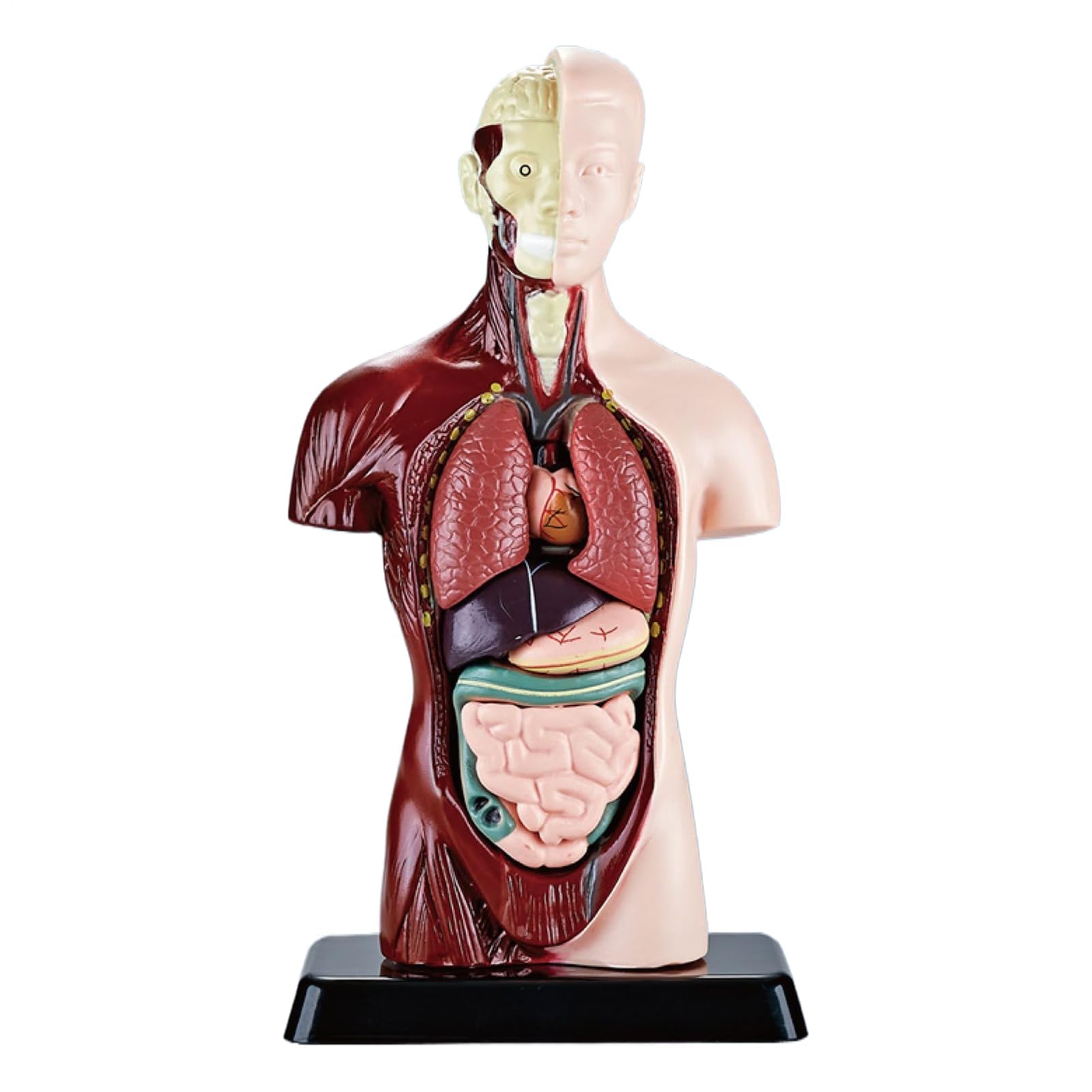 Model anatomii ciała człowieka, realistyczny zestaw do nauki, interaktywne narzędzie do nauki anatomii, model szkieletu w stylu akademickim, materiał edukacyjny dla uczniów szkół i nauczycieli domowyc