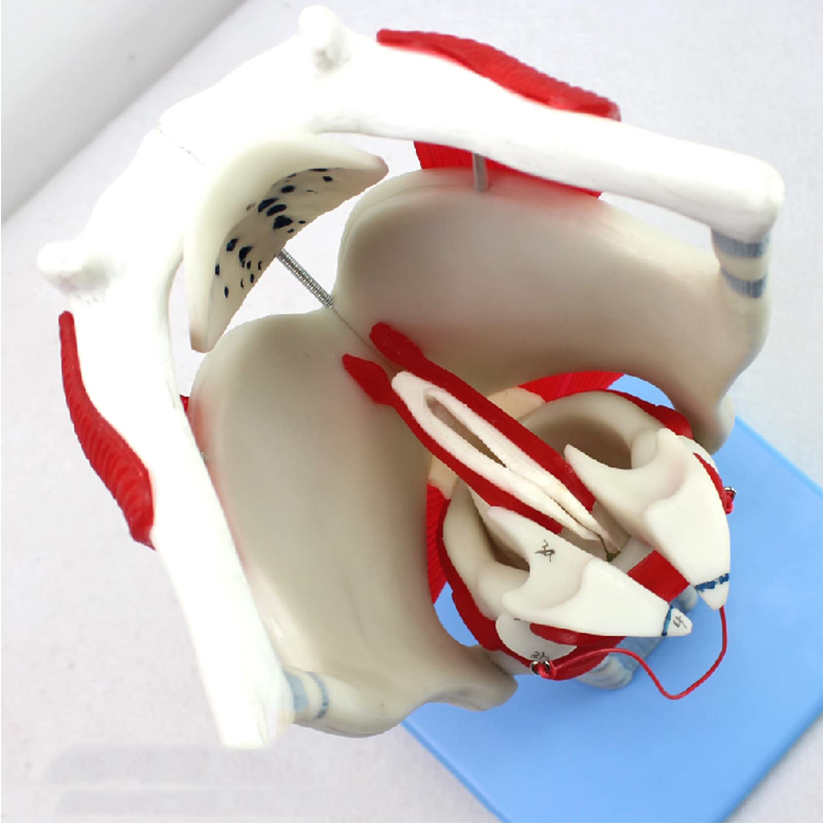 Model anatomiczny gardła – 24 części wskaźnik do nauczania i
