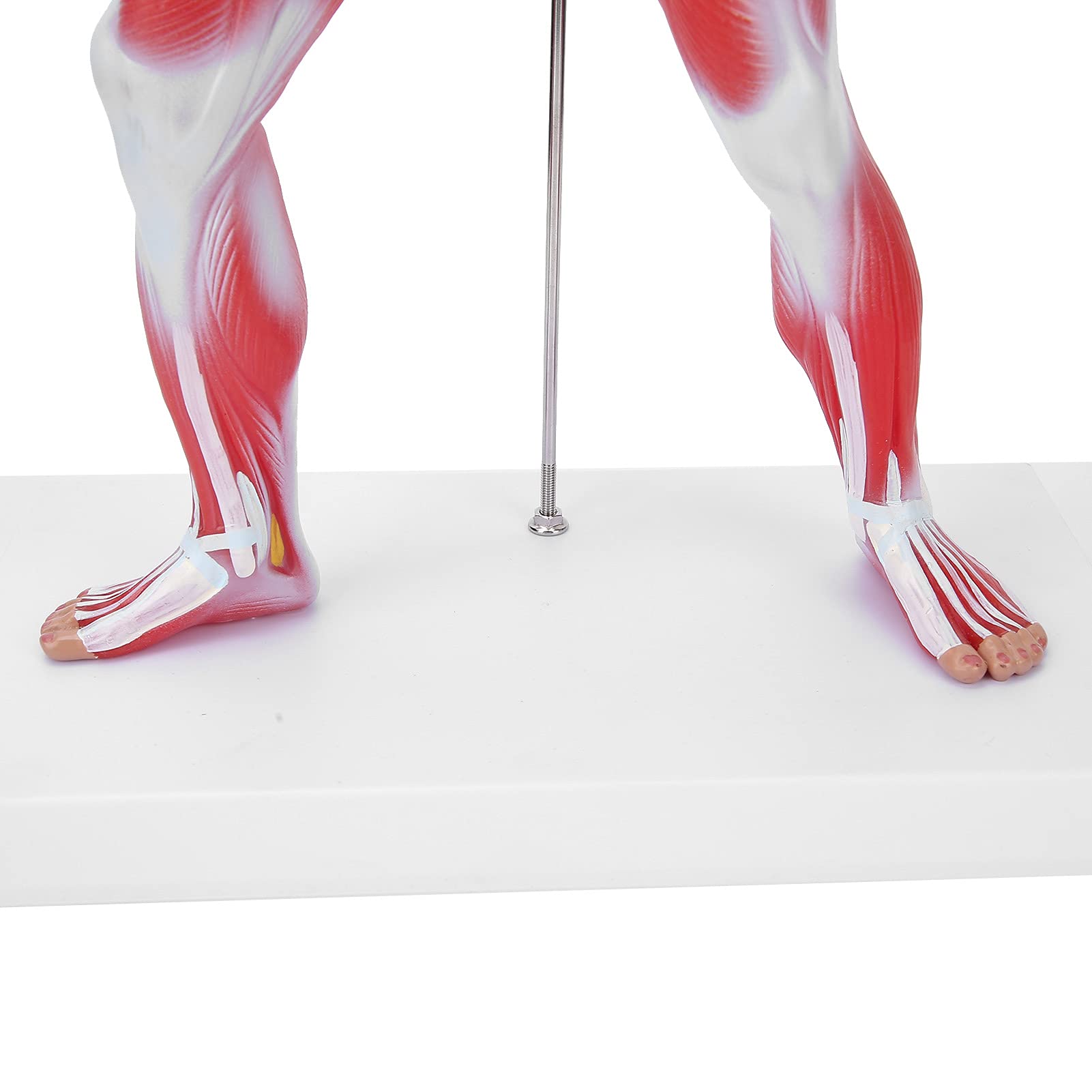 Modello di anatomia muscolare umana, figura del sisteme muscolare, 50 cm, con consistenza muscolare di base e limpida, per l'insegnamento di fisiologia medica