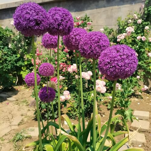 bulbos de allium, cebolla ornamental - allium giganteum para balcón resistentes para el jardín 6pcs