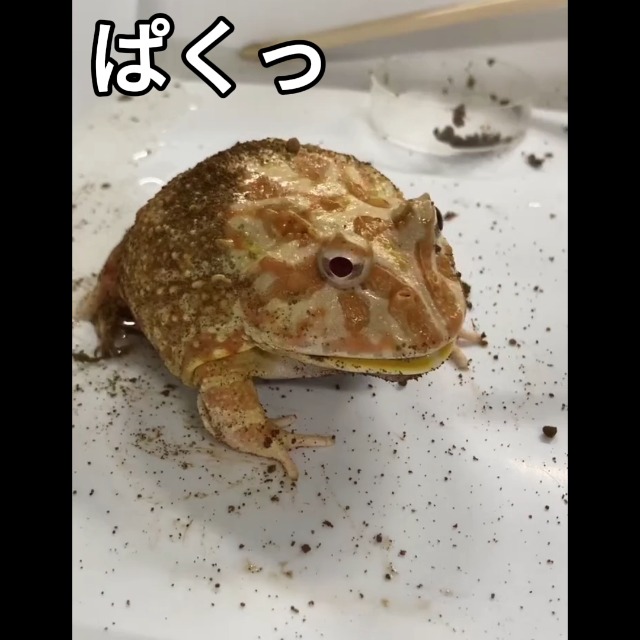 Amazon | 【ツノガエルバイト】ベルツノ向けの総合栄養食（50g