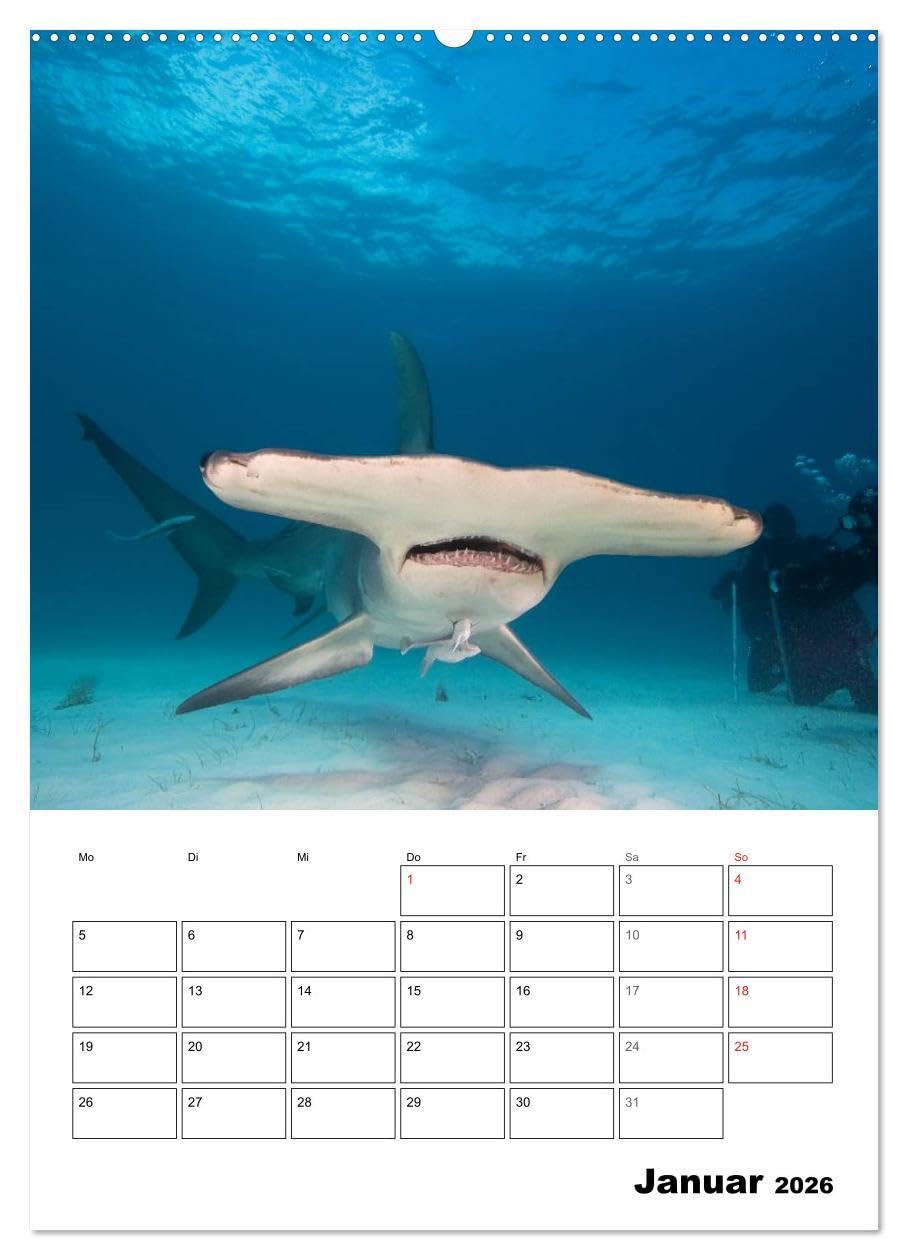 Tauchen - Abtauchen und Staunen (hochwertiger Premium Wandkalender 2026 DIN A2 hoch), Kunstdruck in Hochglanz: Abtauchen in die faszinierende Unterwasserwelt unserer Meere