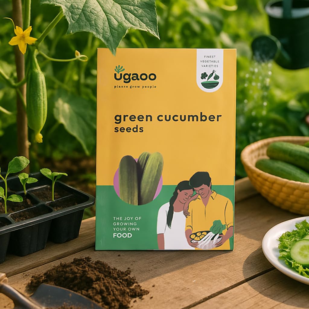 UGAOO Long Cucumber Vegetable Seed (Green, Pack of 1.2g)