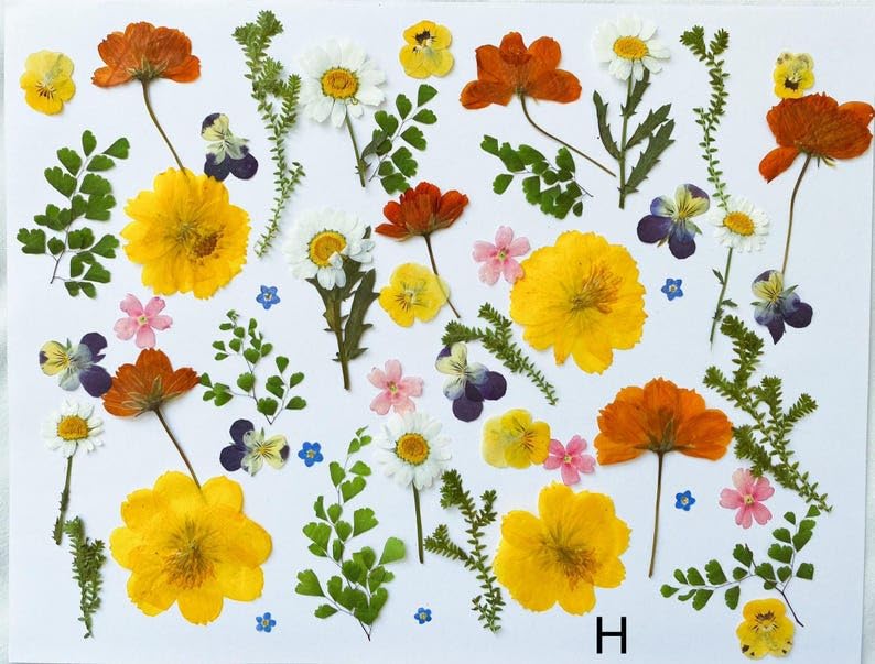 60 piezas de flores y hojas prensadas comestibles para decoración miniatura 5