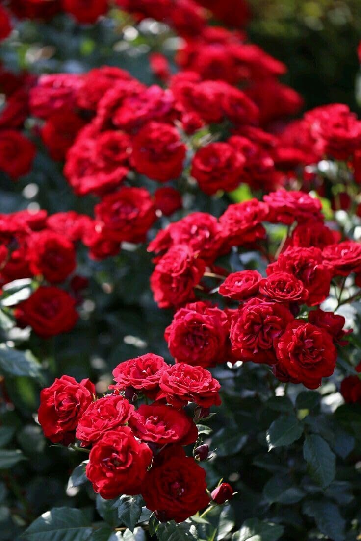 Climbing Rose Seeds - 100 Cream Mix Flowers -11