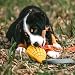 Sprenger Hundespielzeug Mango mit Leckerli Versteck I Intelligenz Lernspielzeug für den Hund aus Naturkautschuk für natürliche Zahnpflege