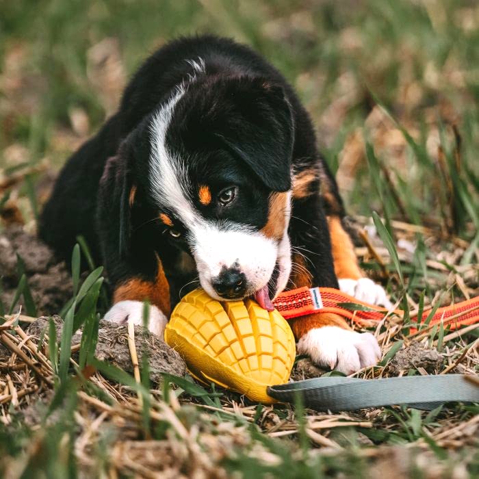 Sprenger Hundespielzeug Mango mit Leckerli Versteck I Intelligenz Lernspielzeug für den Hund aus Naturkautschuk für natürliche Zahnpflege