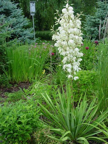 YUCCA FILAMENTOSA ADAMS NEEDLE 20+Perennial Seeds