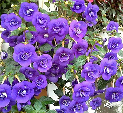 Radha Krishna Agriculture Blue Achimenes (Monkey Face Pansy) Charm Bulbs - 5 Achimenes Bulbs, Cupids Bow Flower Bulbs - For Your Home Garden (B088JVXTYM) Amazon Price History, Amazon Price Tracker