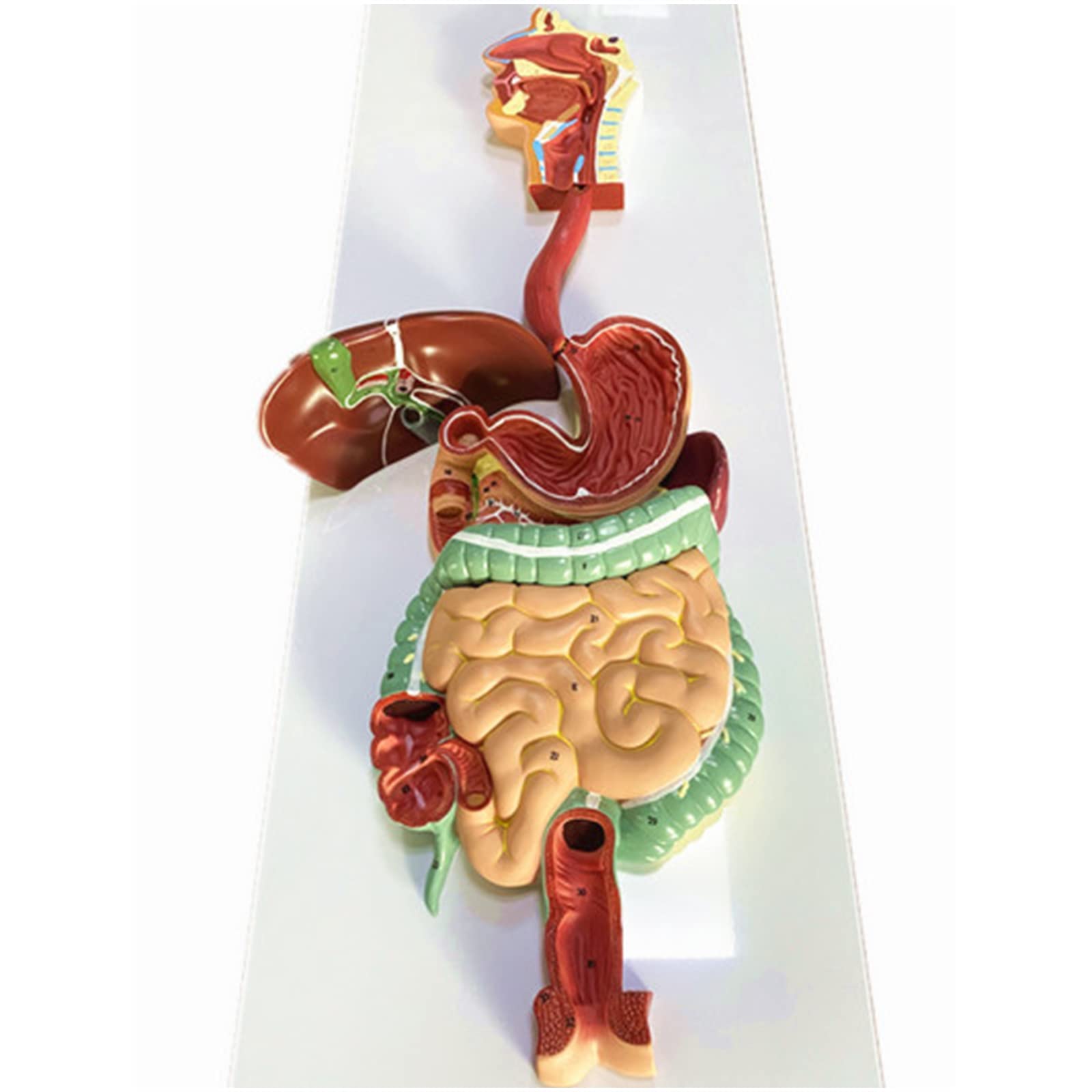 Human Digestive System Model - Human Stomach Anatomy Model - Digestive Tract And Stomach Coronal Section Model for Medical Student Educational Kit