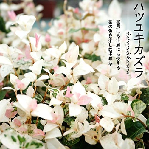 Amazon ハツユキカズラ 5号ポット大苗 宿根草 苗 多年草 耐寒性 常緑 グランドカバー 日陰 Diy 工具 ガーデン