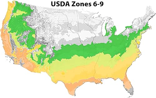 Miniatura 5 de Blooming & Beautiful - Cool Glow Lime Nandina - 3 gal - Primeras Ediciones - Arbusto de hoja perenne - Follaje verde lima brillante - Otoño-Invierno