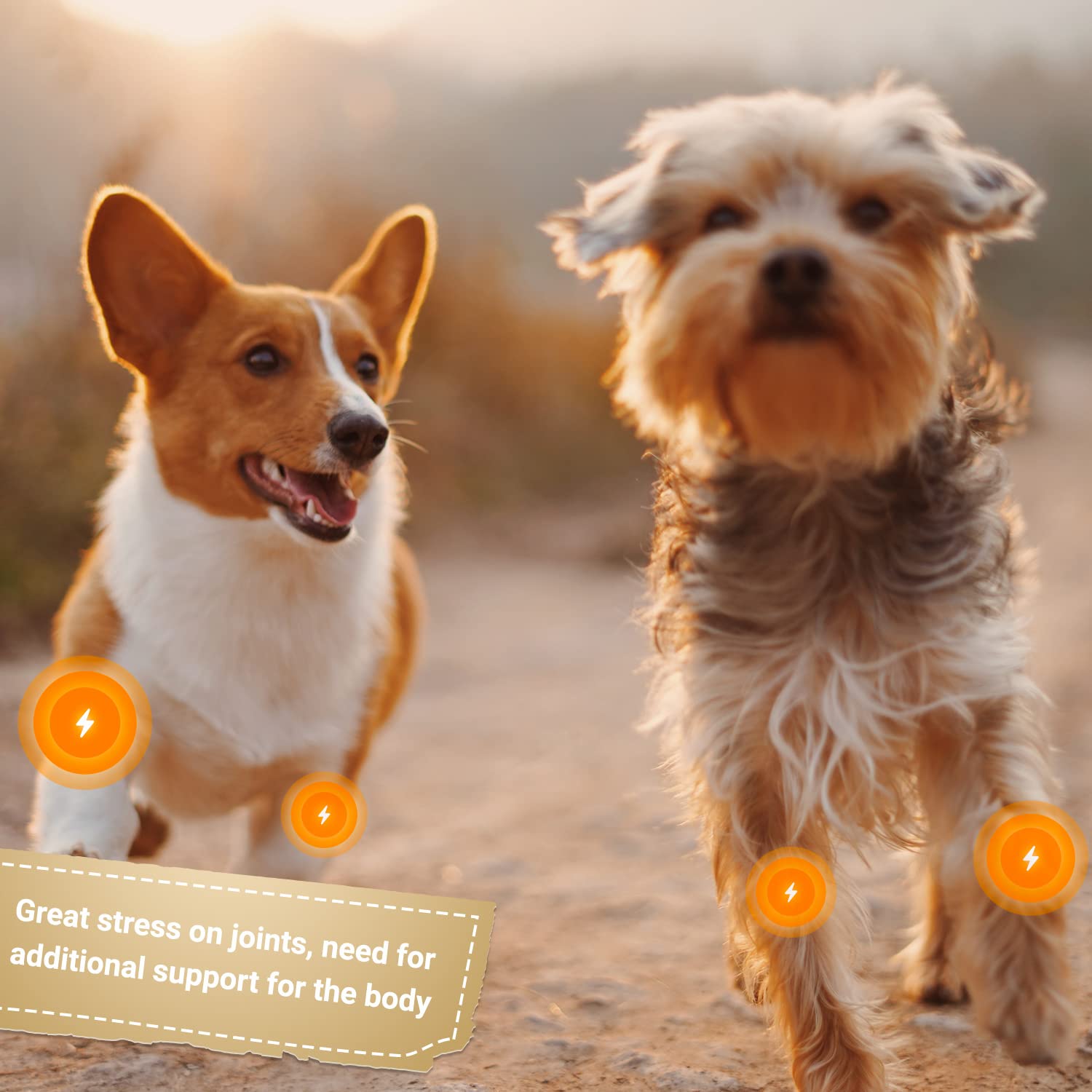 Bellfor suplemento Articular para Perros con glucosamina, condroitina, colágeno y Ovopet, complemento Natural para articulaciones y Huesos sanos, 80 cápsulas