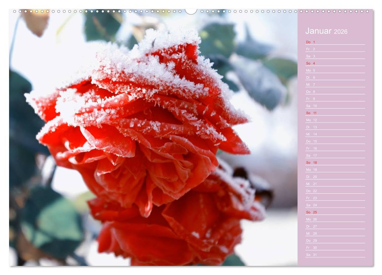 Blumenfreude Schweizer Kalendarium (hochwertiger Premium Wandkalender 2026 DIN A2 quer), Kunstdruck in Hochglanz: Mit wunderschönen Blumen und Blütenbilder durch das Jahr (CALVENDO Natur)