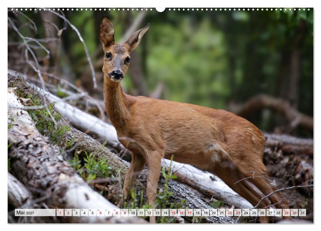 CALVENDO · Sanfte Augenblicke, Faszination Rehe (Kalender 2027) | DIN A2 Querformat · Premium-Wandkalender · Rehe, Eleganz und Sanftmut des Waldes