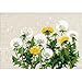 RIOLIS 807 - Dandelions - Counted Cross Stitch Kit 11¾