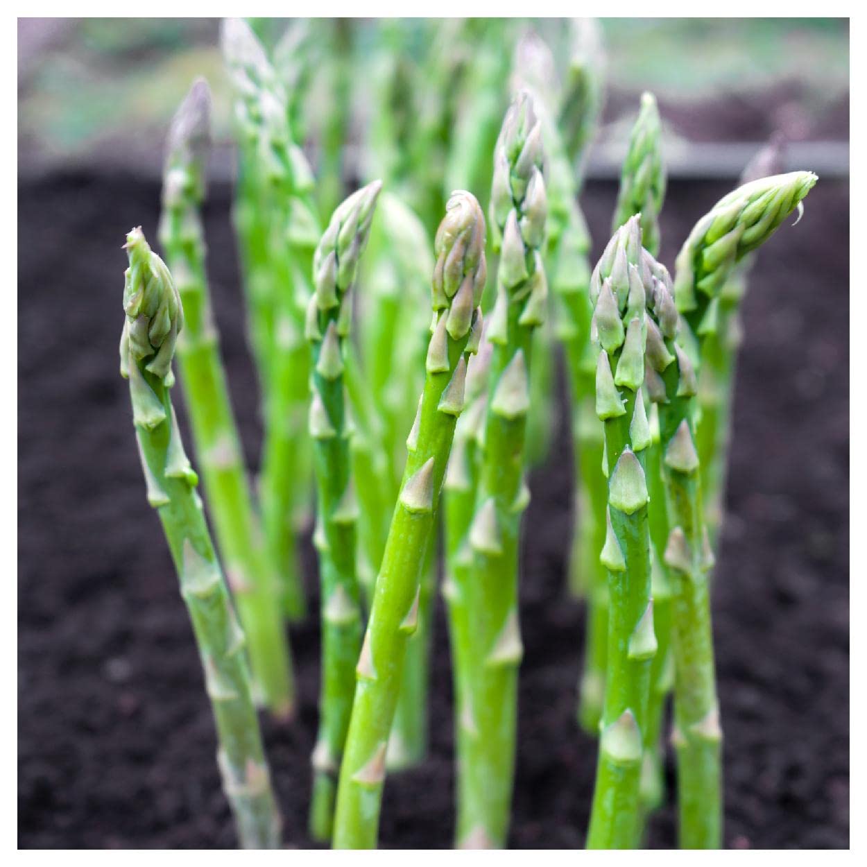Everwilde Farms - 1 Oz Mary Washington Asparagus Seeds - Gold Vault