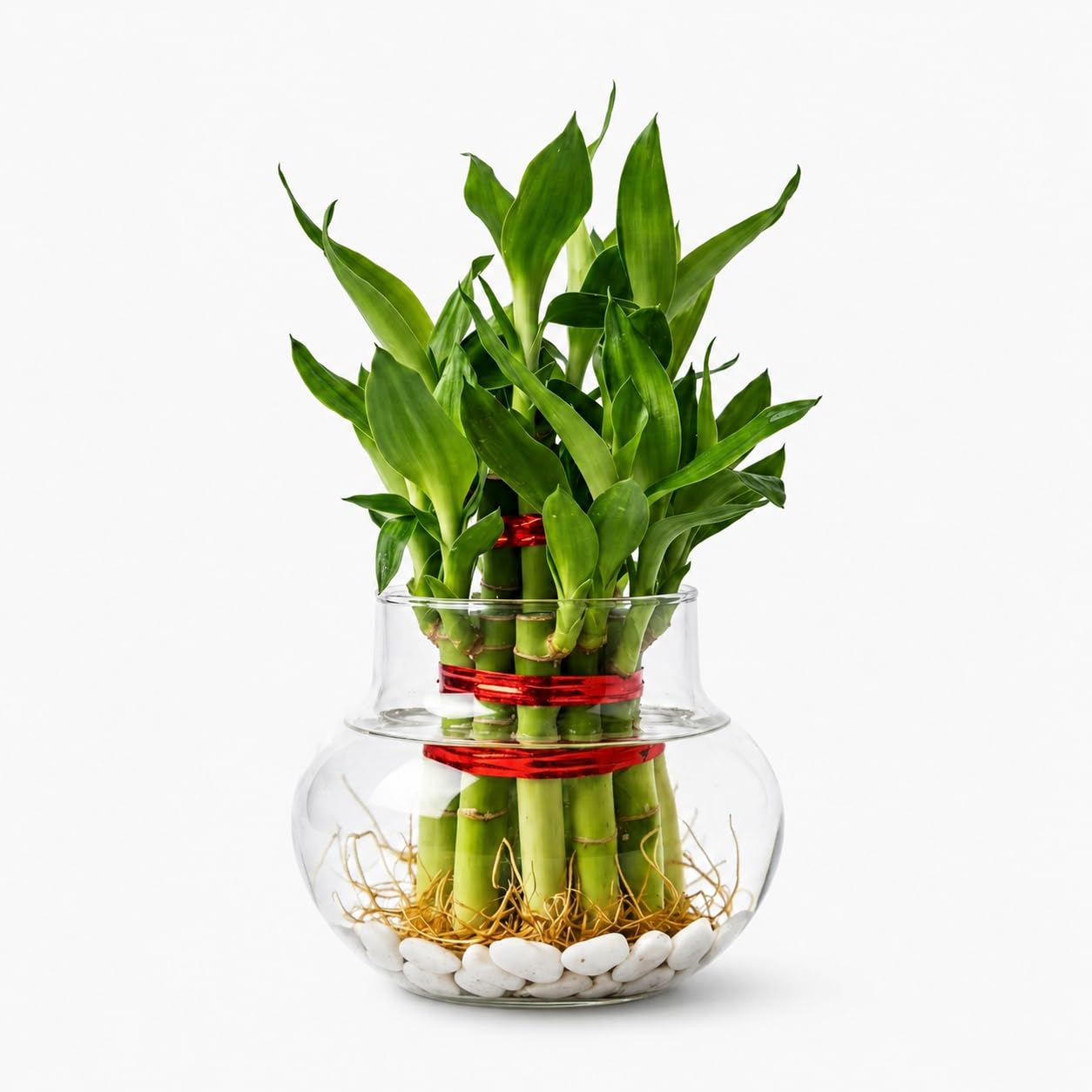 Lucky Bamboo in Clear Glass Pot for Indoor Desk Shelf and Table Decoration-picture-11