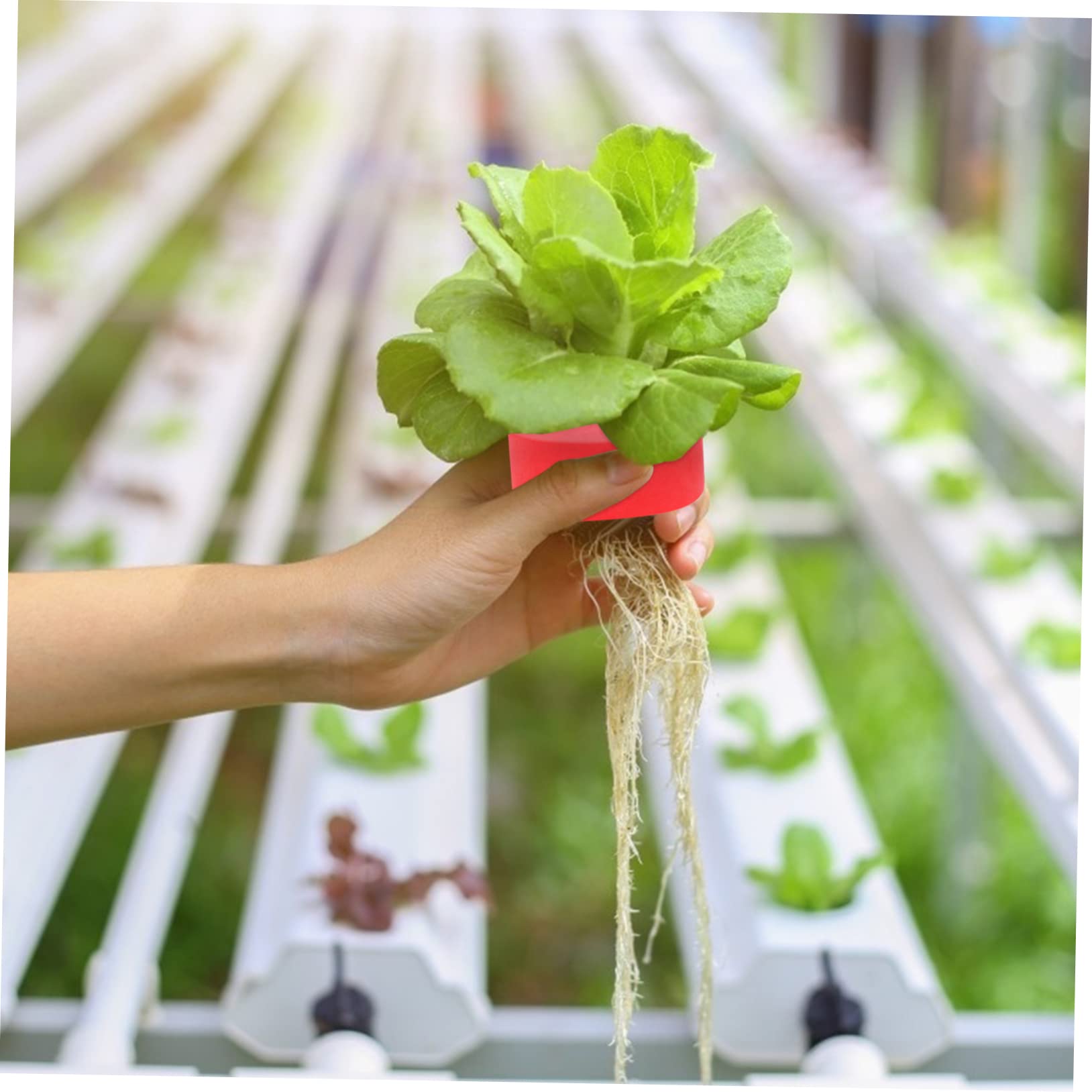 Esponja Hidropónica Eva para Cultivo de Hortalizas 50piezas | Bloques Nutritivos, Apta Mayoría de Semillas, Uso en Base de Plantación y Jardinería de Vegetales Color Aleatorio
