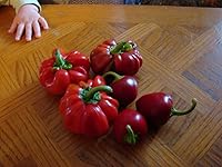 Vista 3 de 100 Pimiento Pimiento (rojo dulce Pimientio/Italianelle/Queso, Asado, Freír Pimienta) Capiscum Annuum