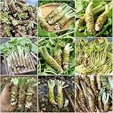 semillas de wasabi - semillas organicas para bonsái de cocina jardín resistentes al invierno para el balcón 200pcs
