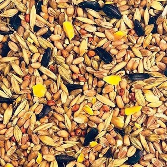 Mezcla premium de alimentación para pájaros silvestres con semillas de girasol, maíz y granos mixtos