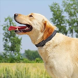 TDTOK Glittering Basic Dog Collar, Comfy & Durable Bling Dog Collar for Small Medium Large Dogs with Eco-Friendly Plastic Buckle, Adjustable Stylish Nylon Dog Collars, Fit Necks: 9.8-22.4