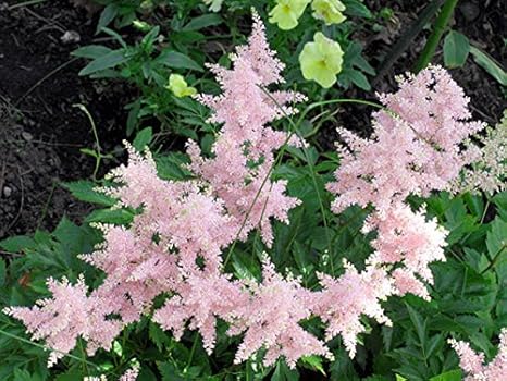 Amazon 1年間枯れ保証 下草 アスチルベ ピンク花 10 5cmポット 植木 Amazon 1年間枯れ保証 下草 アスチルベ ピンク花 10 5cmポット 植木