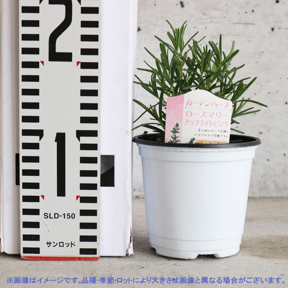 Amazon.co.jp: ITANSE ハーブ苗 ローズマリー アップ