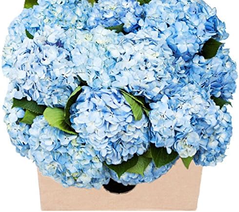 Blooms2Door PRIME NEXT DAY DELIVERY - 15 Blue Hydrangeas | Farm Direct Fresh Flowers For Delivery Prime | Gift for Birthday, Sympathy, Anniversary, Get Well, Thank You, Valentine, Mother’s Day Flowers