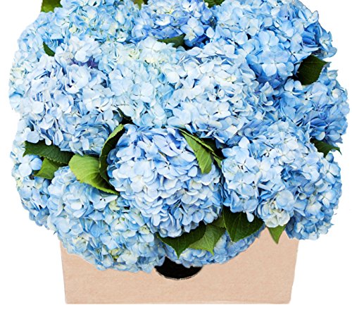 KaBloom Flowers - 15 Blue Hydrangeas (Farm-Fresh, Naturally Colored, Premium