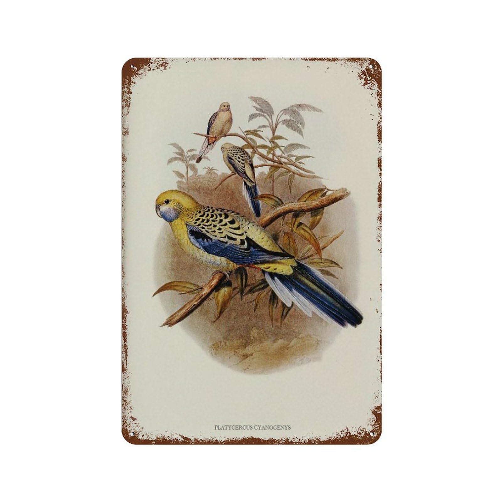 xiaoxiaoshen Blue-cheeked Parakeet Vintage Animal Wall Decor Art Metal Tin Poster Modern Home Decor Art Home Bar Shop Decorations Vintage Sign 30x20cm