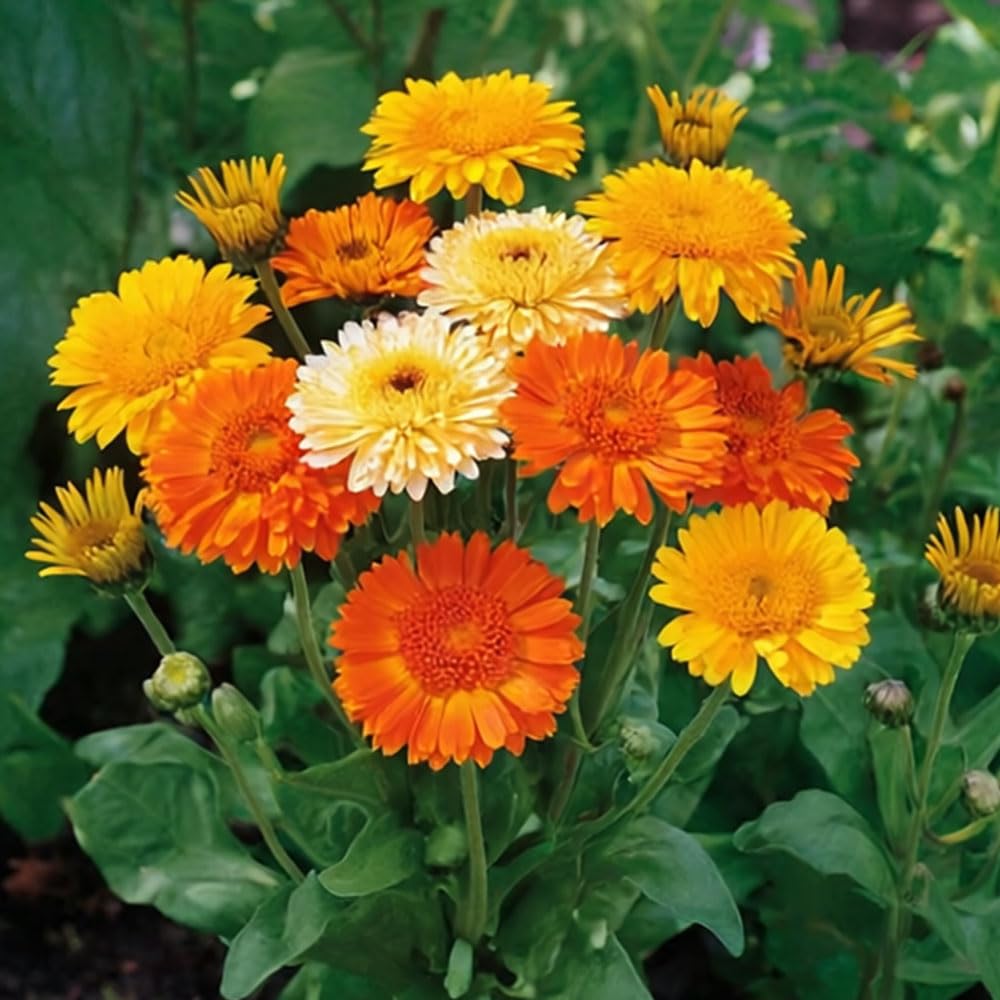 Calendula Kinglet Mix Seeds – Easy to Grow with Unusual, Crested Blooms – Hardy Annual – for Your Beautiful Garden