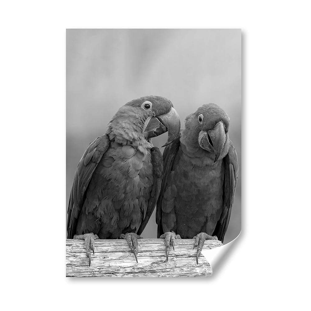 DV DESIGN 1 x A4 Poster Art Print - BW - Hyacinth Macaw Wall Art Paper Posters Large Picture Graphic Photo #35325