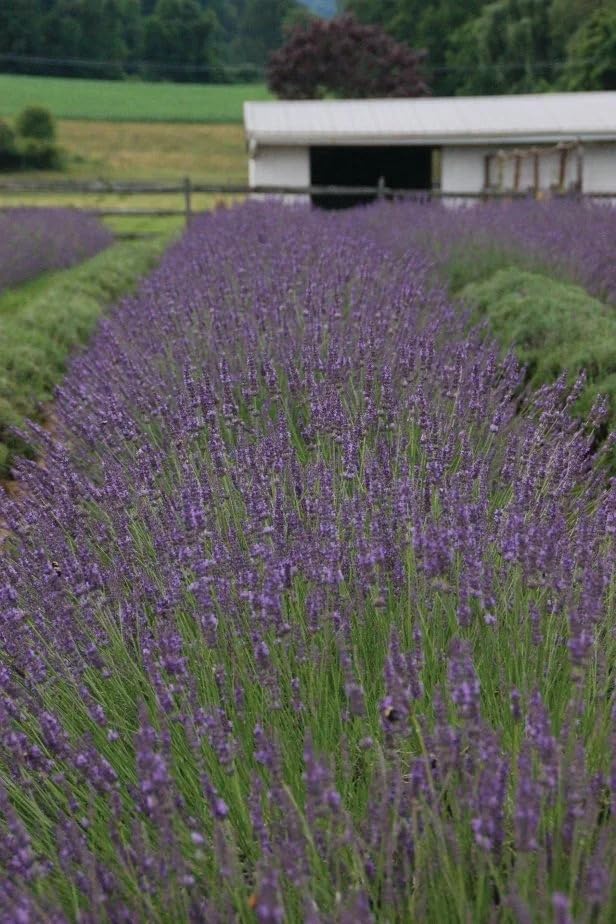 Image of Live Lavender Plant with Pot | Aromatic Plant Live | Flowering Lavender Shrub for Home Garden Balcony Terrace Indoor Outdoor