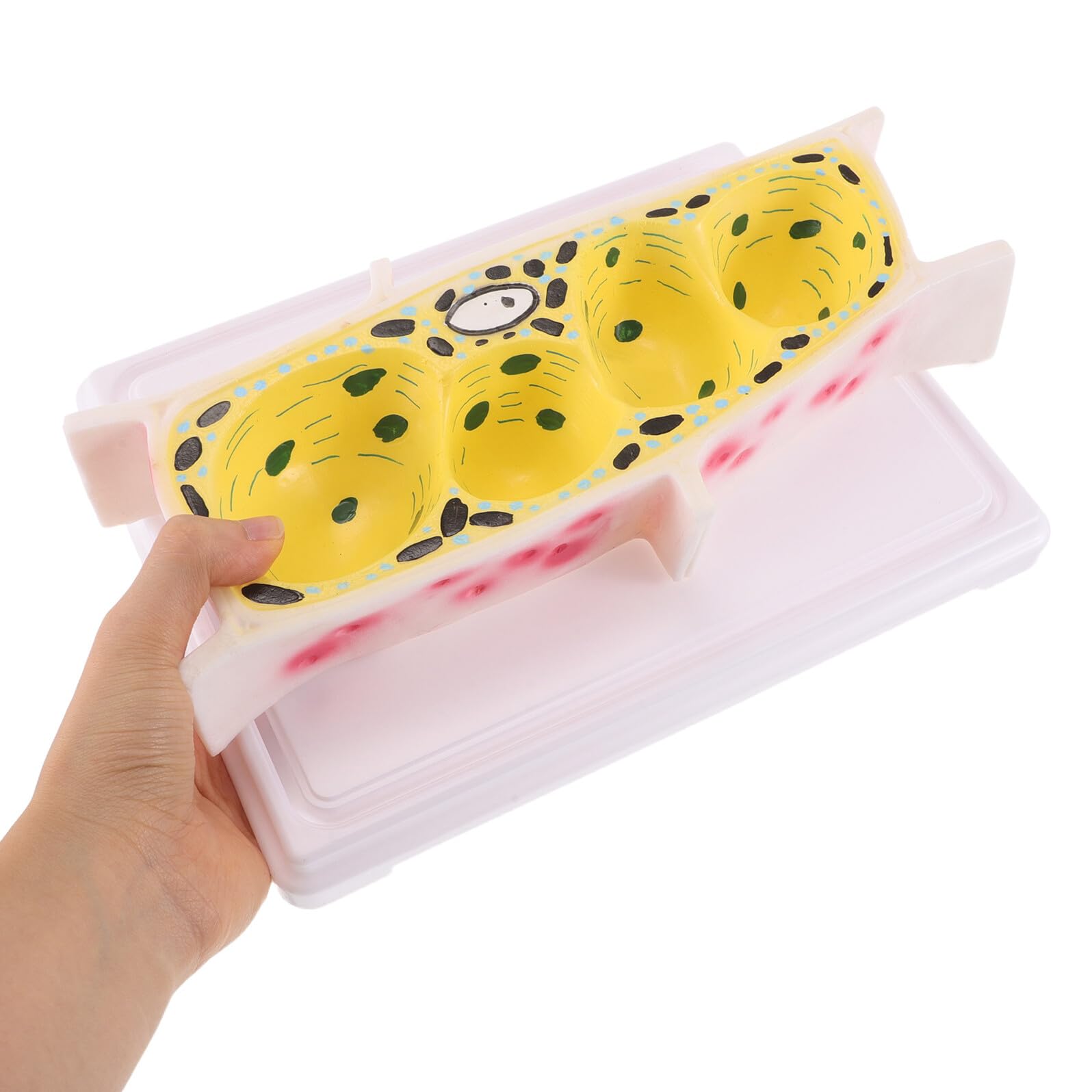 Modello Didattico di Cellula Vegetale Epidermica di Cipolla Modello Anatomico Ingrandito per Laboratorio di Biologia Strumento Educativo per Lezioni di Struttura Cellulare delle