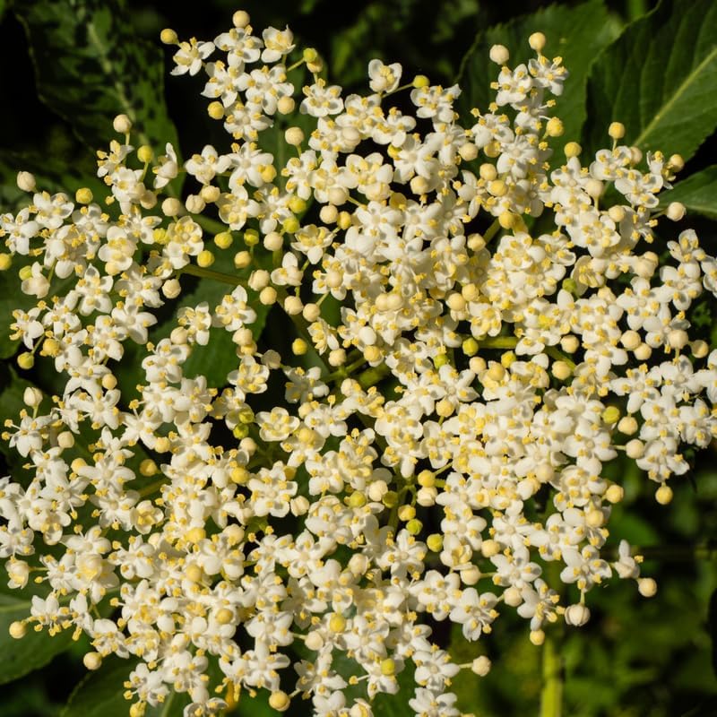 2 Elderberry Plants Live 6 to 12 Inches Height, Sweet Elderberry Bushes Live Plants, Black American Elderberry Fruits Trees