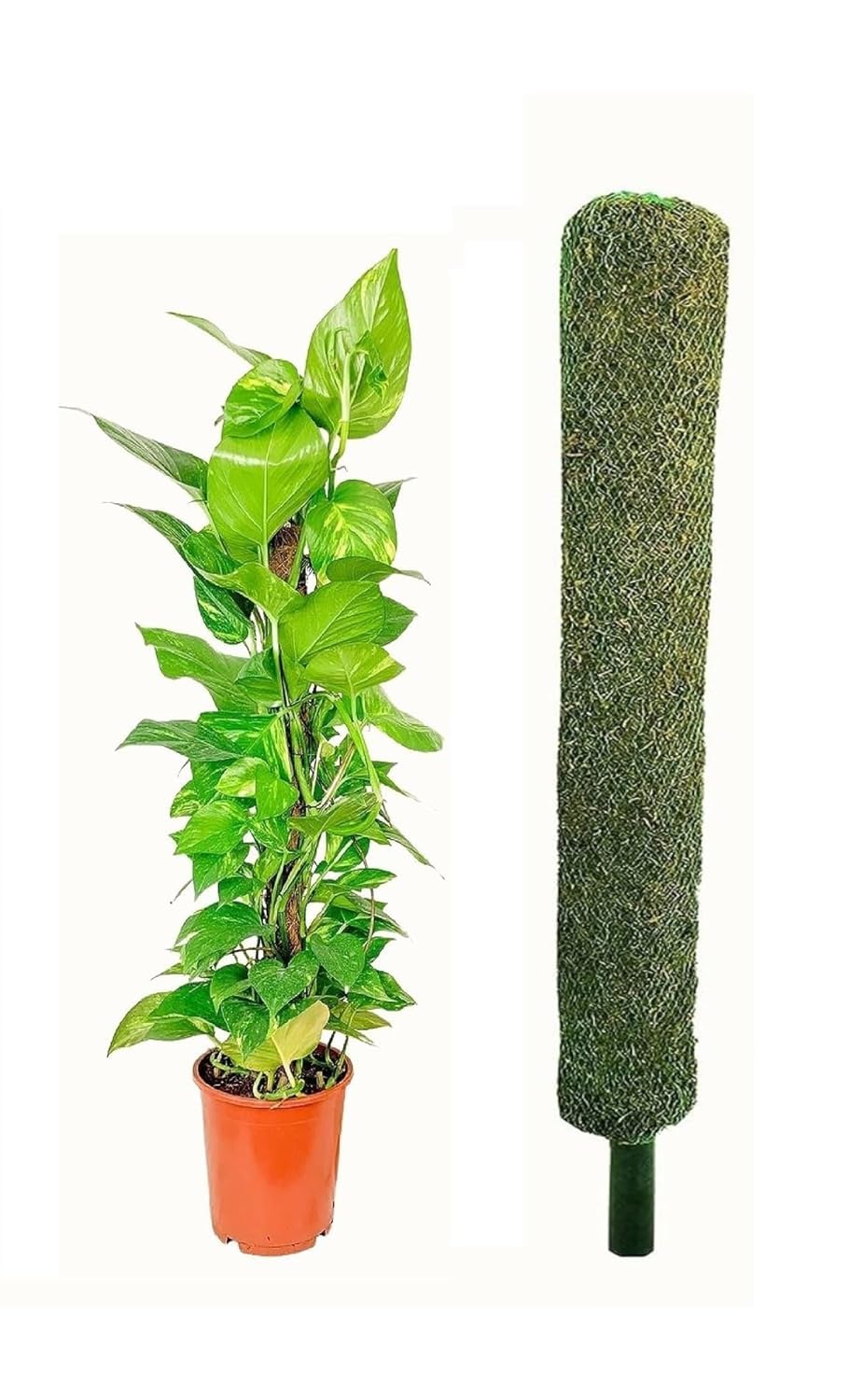 VK HORE Plant Support Moss Stick Green Grass Pole for Plants Support, Support Stick for Money Plant, Climbing Indoor Plants | 2 ft, (Pack of 1)-image-32