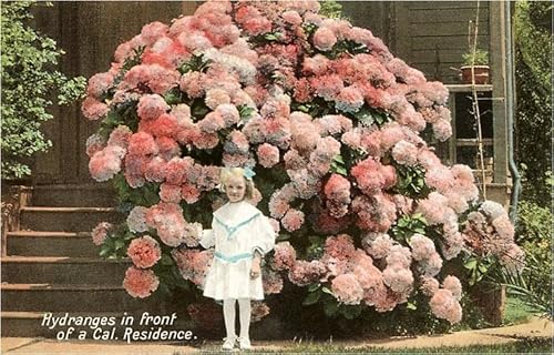 Found Image Press - Hydrangeas
