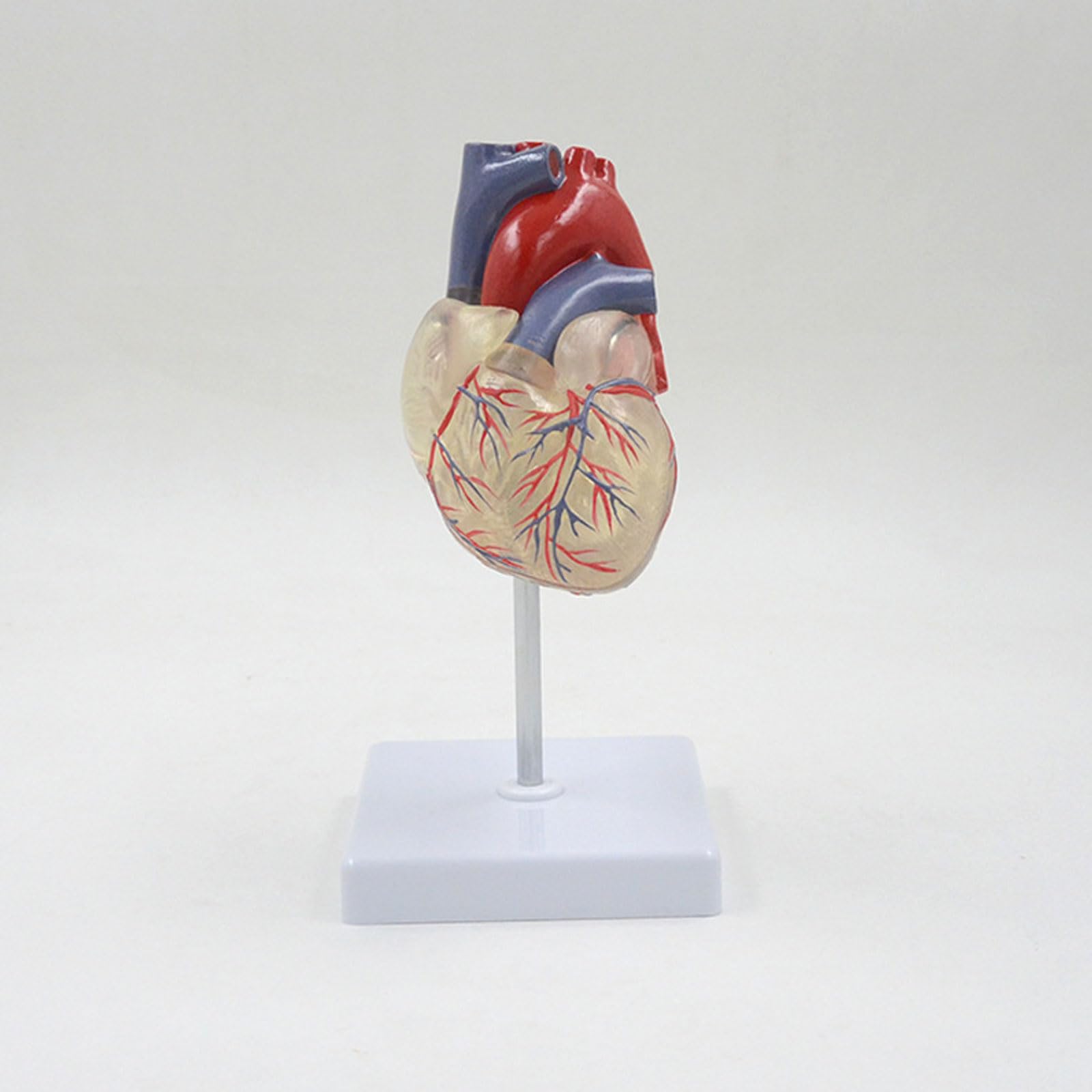 Modelo anatómico de corazón Humano Transparente de tamaño Natural, órganos anatómicos Desmontables, Sistema circulatorio, Suministros y Equipos médicos