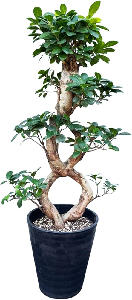 Amazon｜花のギフト社 ガジュマル 8の字 大型 大きい 観葉植物 本物
