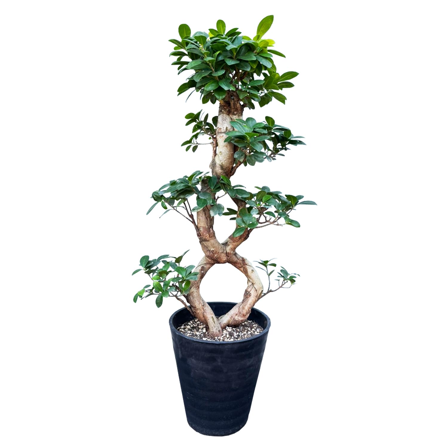 Amazon|花のギフト社 ガジュマル 8の字 大型 大きい 観葉植物 Amazon|花のギフト社 ガジュマル 8の字 大型 大きい 観葉植物