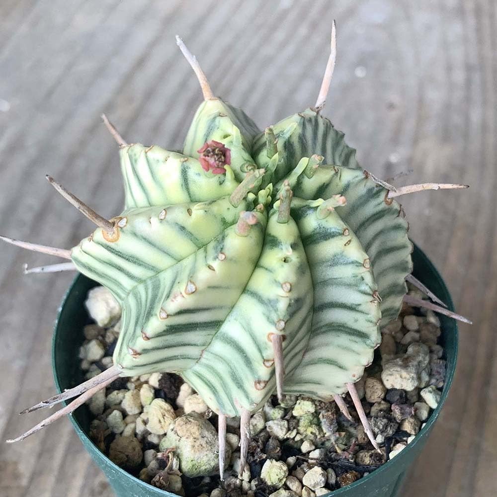 Amazon.co.jp: ユーフォルビア メロフォルミス錦 2号 *0621 : おもちゃ