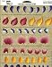 Plaid Folk Art OneStroke: Reusable Teaching Guide: 1133 FLOWER PETAL STROKES